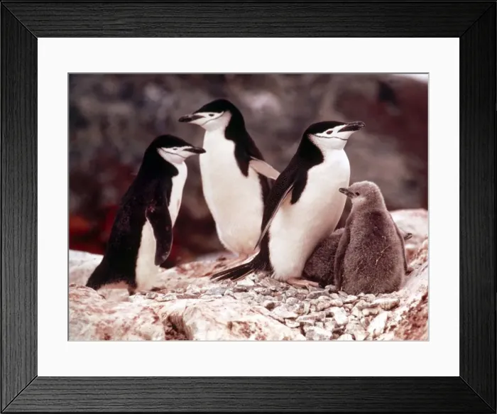 Framed Print : Chinstrap penguins with their chicks at Paradise Bay in Antarctica March 1974 Framed Print : Chinstrap penguins with their chicks at Paradise Bay in Antarctica March 1974