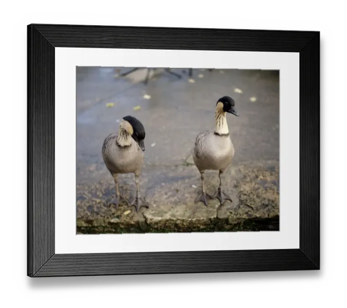 Framed Print : Hawaiian geese at Severn Wildfow Trust in Slimbridge Glocuestershire October 1980