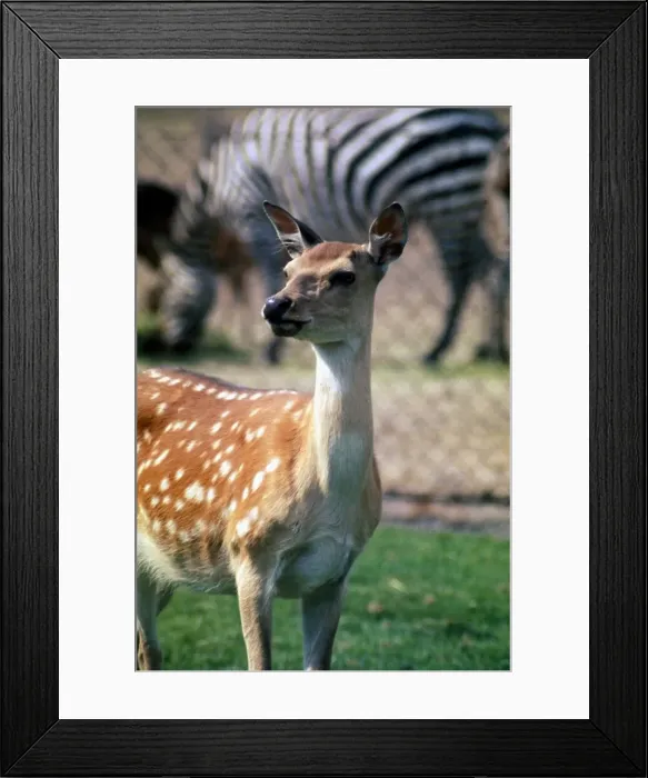 Framed Print : Young deer at Chester Zoo October 1977 Framed Print : Young deer at Chester Zoo October 1977
