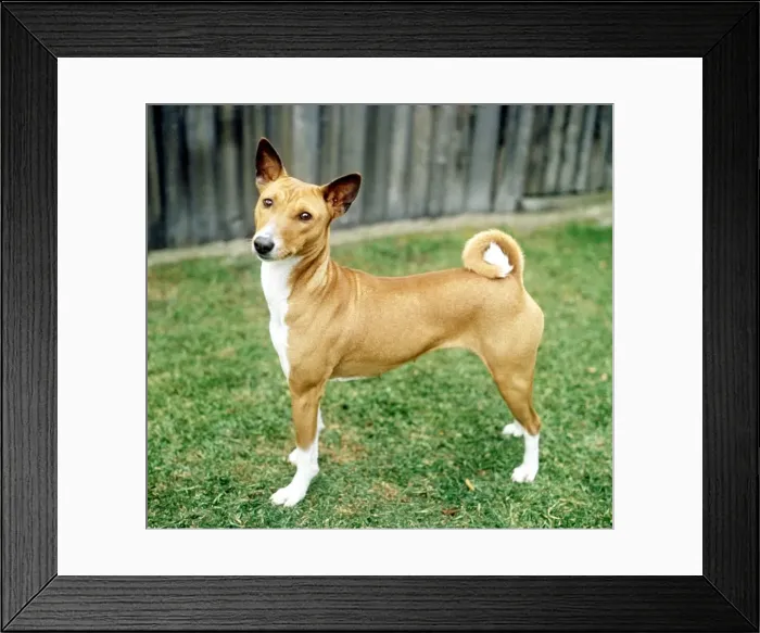 Framed Print : A Basenji Hound dog June 1987 Framed Print : A Basenji Hound dog June 1987