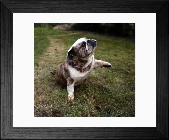 Framed Print : Blockbuster Brandy known as Butch the bulldog May 1967 Framed Print : Blockbuster Brandy known as Butch the bulldog May 1967