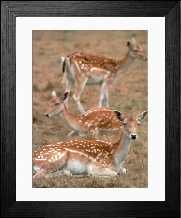 Framed Print : Fallow Deer resting in the fields August 1993 Framed Print : Fallow Deer resting in the fields August 1993