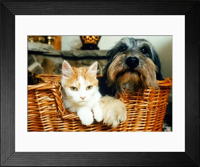 Framed Print : Celebrity pets feature. Poppy the Dog and Sophie the Cat in a basket. October 1995