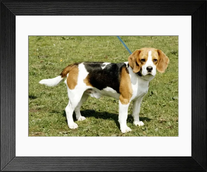 Framed Print : A beagle dog on a lead June 1987 Framed Print : A beagle dog on a lead June 1987