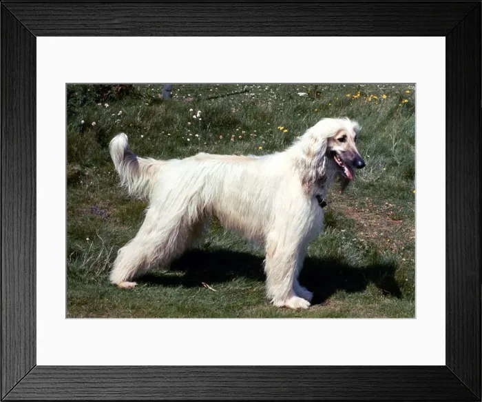 Framed Print : An Afgan Hound Dog October 1991 Framed Print : An Afgan Hound Dog October 1991