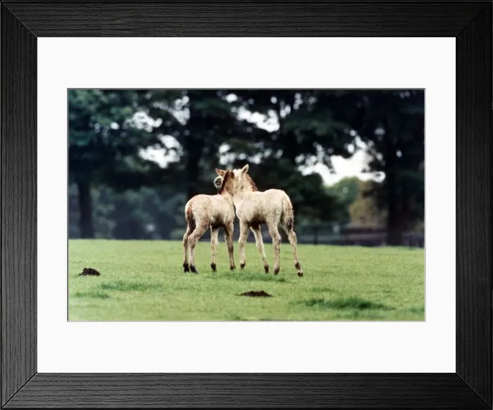 Framed Print : Przewalskis Foals playing together at Whipsnade Wild Animal Park May 1994 Framed Print : Przewalskis Foals playing together at Whipsnade Wild Animal Park May 1994