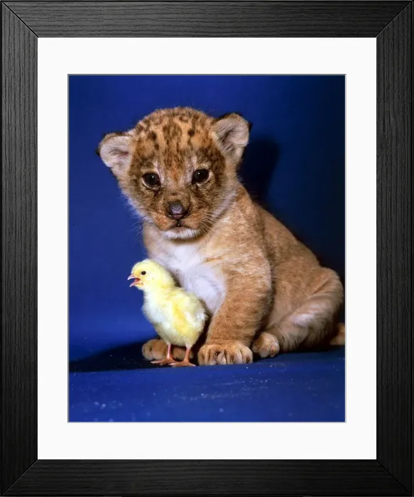 Framed Print : A Lion Cub with a tiny chick February 1987 Framed Print : A Lion Cub with a tiny chick February 1987