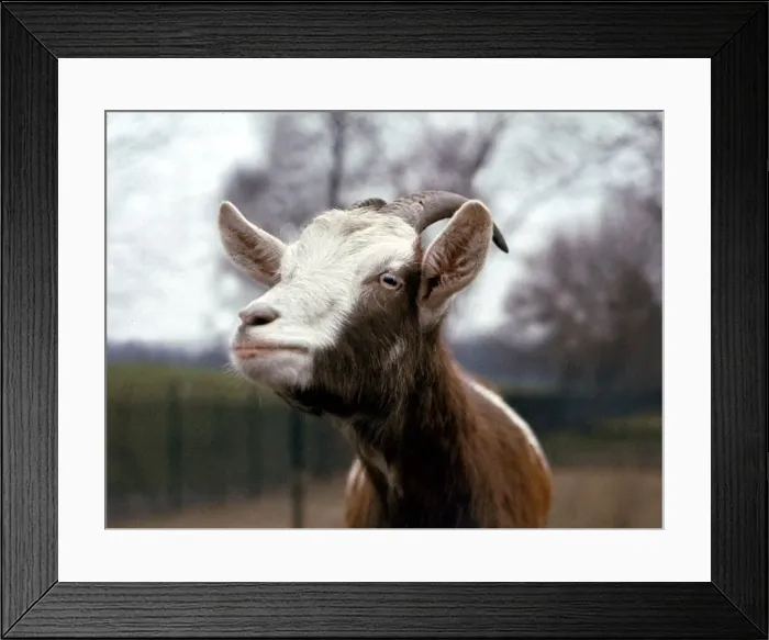 Framed Print : A Goat at London Zoo Circa 1980 Framed Print : A Goat at London Zoo Circa 1980