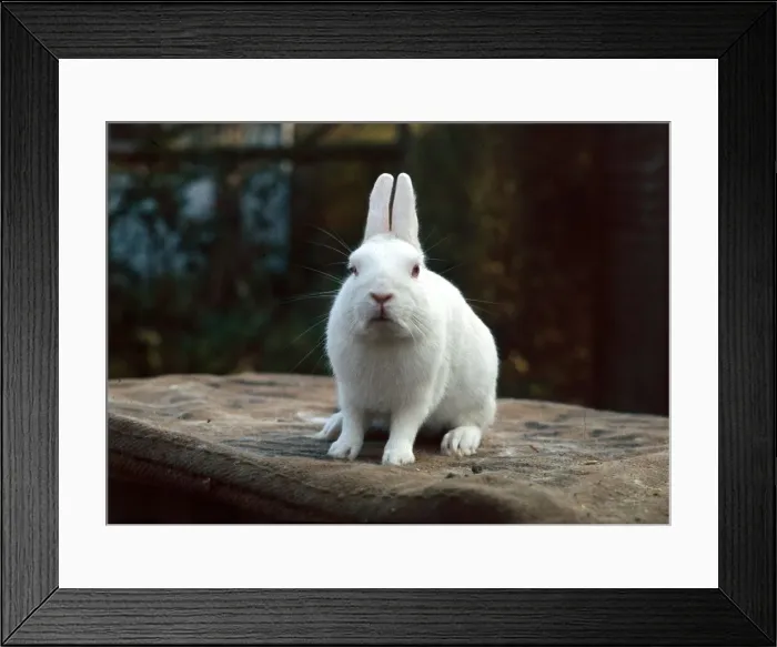 Framed Print : A Netherland Dwarf white rabbit February 1989 Framed Print : A Netherland Dwarf white rabbit February 1989