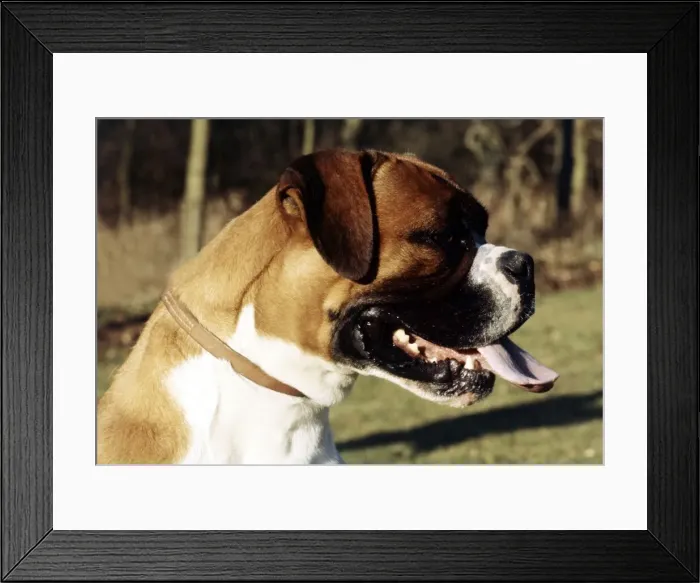 Framed Print : A Boxer dog in profile with tongue hanging out June 1987 Framed Print : A Boxer dog in profile with tongue hanging out June 1987