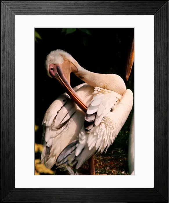 Framed Print : A pelican pruning its feathers May 1968 Framed Print : A pelican pruning its feathers May 1968