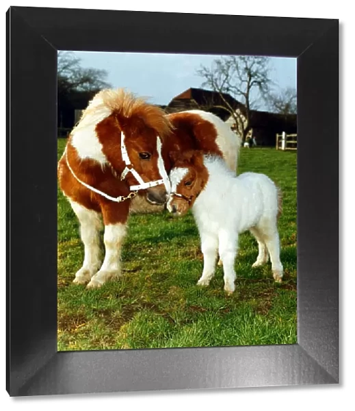 Miniature Shetland Pony foal called Star with mother whose name is Twinkle