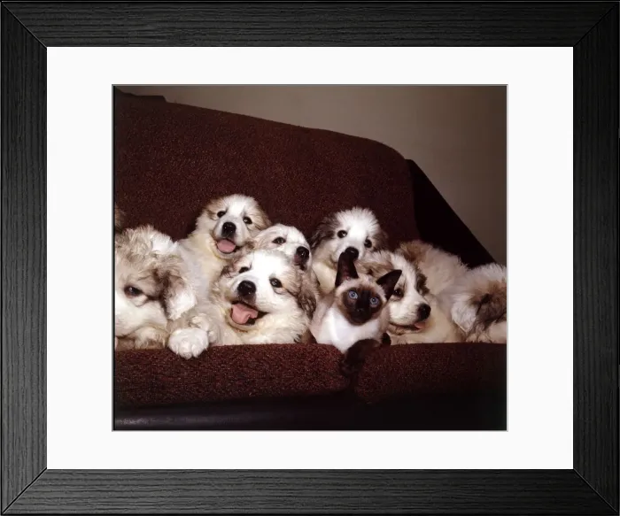 Framed Print : A group of Pyrenean Mountain Dog puppies with Wendy the Siamese cat March 1965