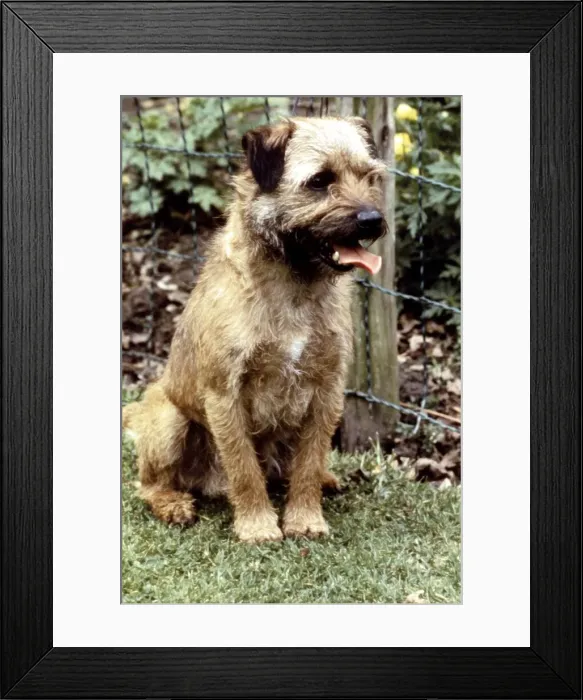 Framed Print : A Border Terrier Dog sitting down June 1987 Framed Print : A Border Terrier Dog sitting down June 1987