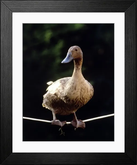 Framed Print : Daffy The Highwire Duck walking a tightrope November 1985 Framed Print : Daffy The Highwire Duck walking a tightrope November 1985