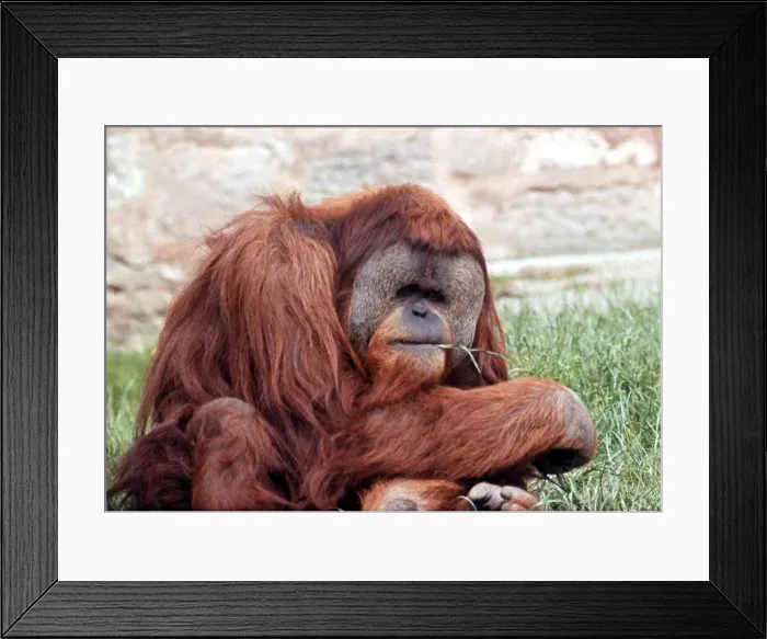 Framed Print : An orang utan at Blackpool Zoo June 1978