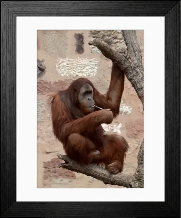 Framed Print : Monkey chewing on a stick underneath the tree in Chester Zoo July 1969
