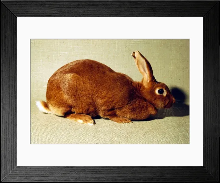 Framed Print : A New Zealand Red Rabbit February 1989 Framed Print : A New Zealand Red Rabbit February 1989