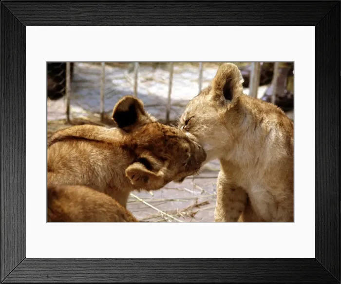 Framed Print : Lion cubs at Lion Park in Johannesburg South Africa April 1973 Framed Print : Lion cubs at Lion Park in Johannesburg South Africa April 1973