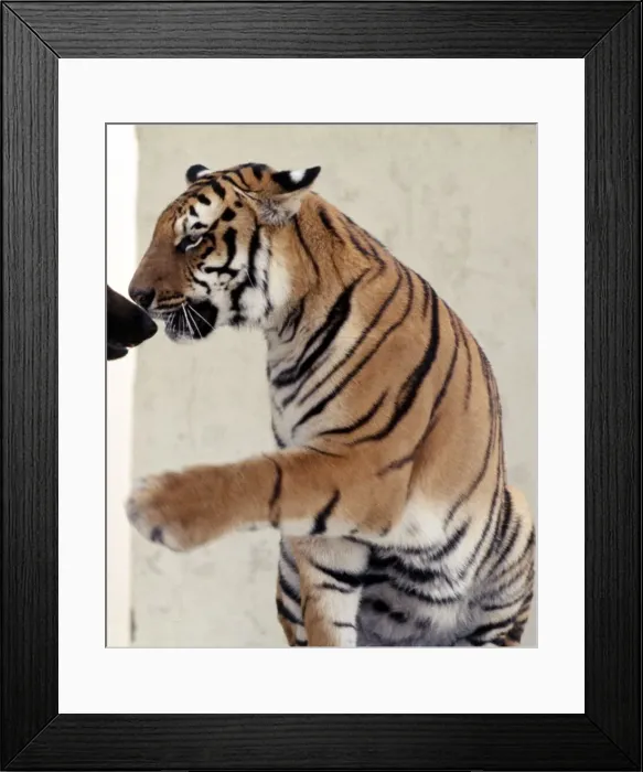 Framed Print : Bengal tiger Ravi with his friend Duke the Alsatian dog July 1977 Framed Print : Bengal tiger Ravi with his friend Duke the Alsatian dog July 1977