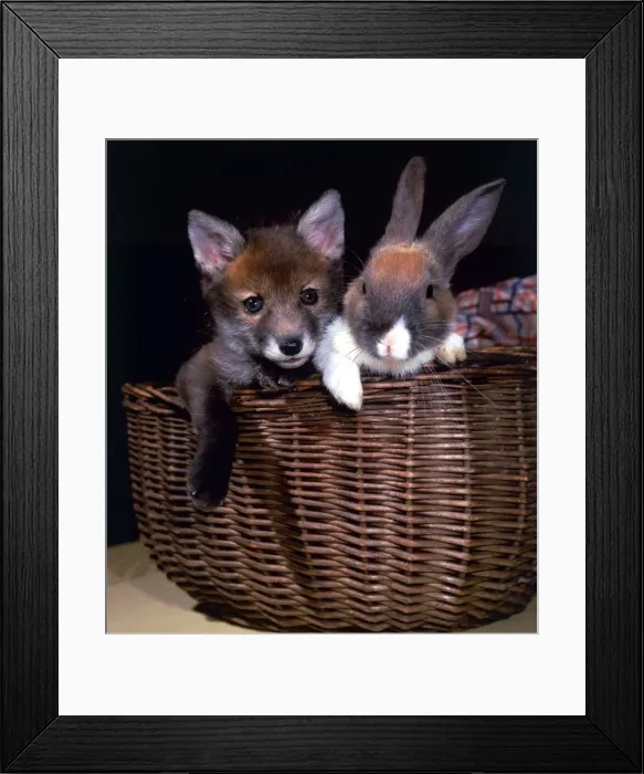 Framed Print : A Fox cub and a rabbit together in a wicker basket February 1987 Framed Print : A Fox cub and a rabbit together in a wicker basket February 1987