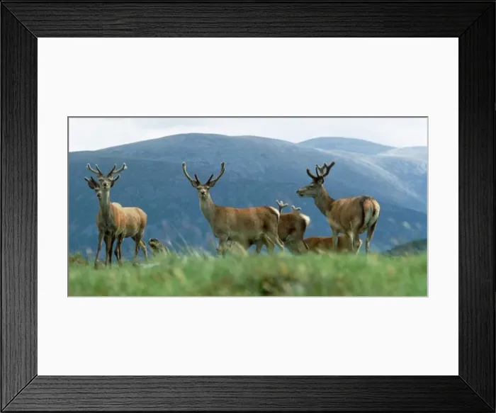 Framed Print : Red Deer high on a Scottish mountain August 1991 Framed Print : Red Deer high on a Scottish mountain August 1991