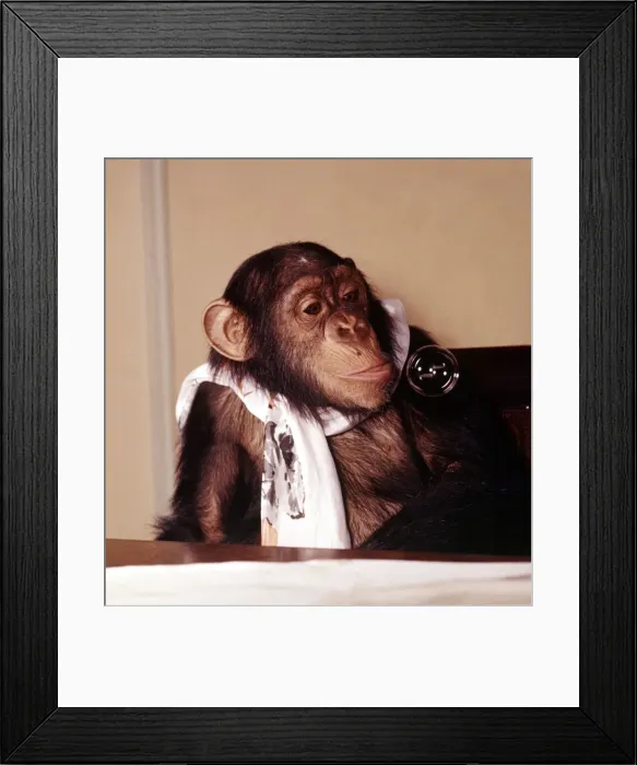 Framed Print : A chimpanzee at Bellue Vue Zoo blowing bubbles January 1968