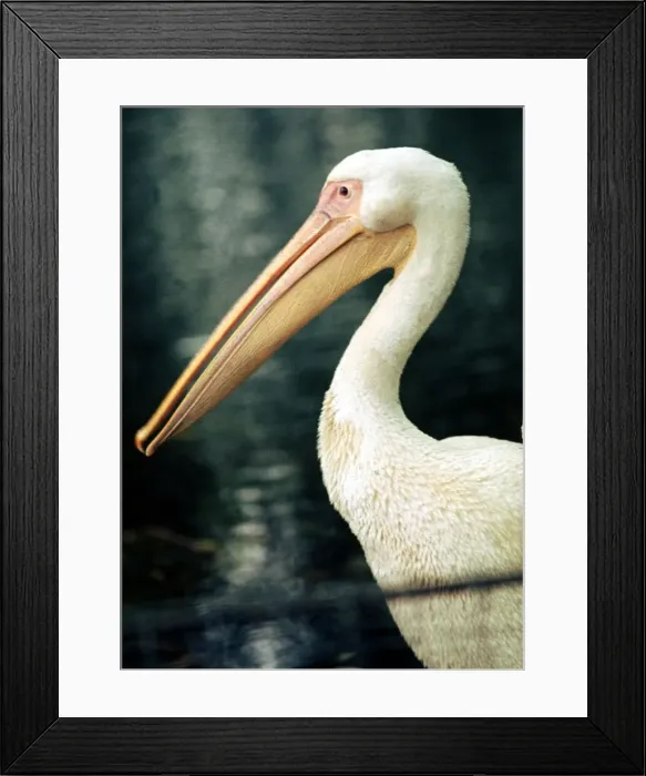 Framed Print : A pelican at Chester Zoo October 1977 Framed Print : A pelican at Chester Zoo October 1977