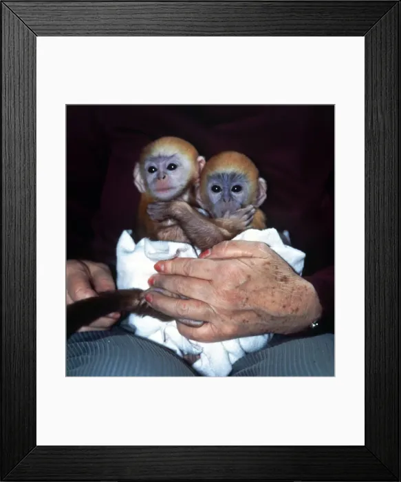 Framed Print : Three week old baby Langur monkeys Peter and Pop which are being hand-reared at Twycross