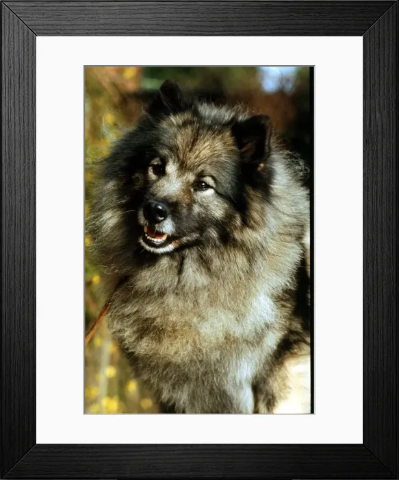 Framed Print : A Keehund dog June 1987 Framed Print : A Keehund dog June 1987