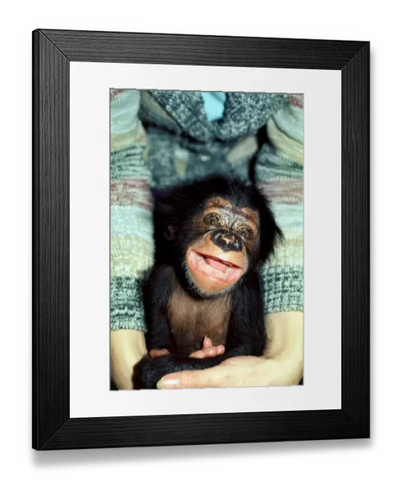 Framed Print : Baby Chimpanzee at Chester Zoo in the arms of a woman. November 1977