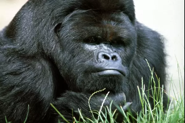 Close up of a Gorilla at a zoo in England July 1971