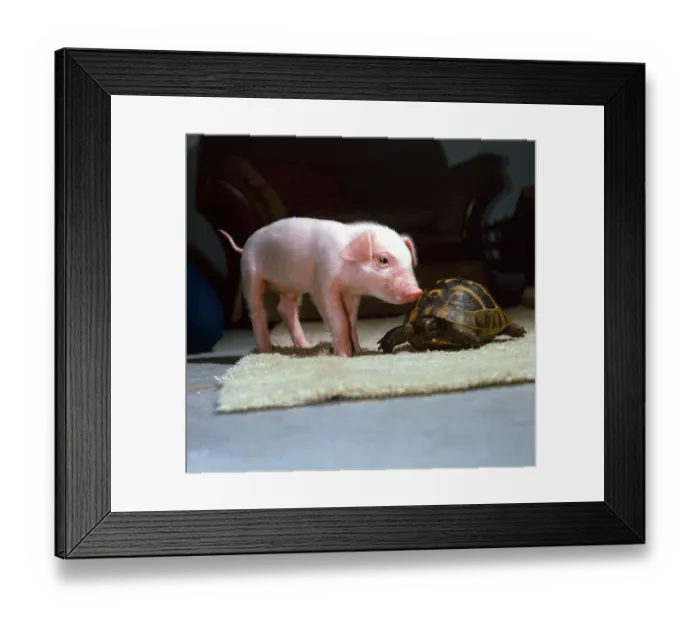 Framed Print : Three week old piglet and tortoise at Surrey Bird Rescue Society in Chertsey June