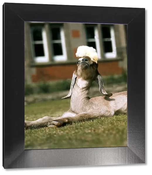 A Nubian Goat lying down on the grass with a chick on his head. May 1976