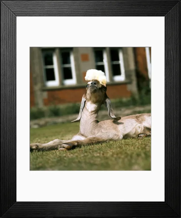 Framed Print : A Nubian Goat lying down on the grass with a chick on his head. May 1976 Framed Print : A Nubian Goat lying down on the grass with a chick on his head. May 1976