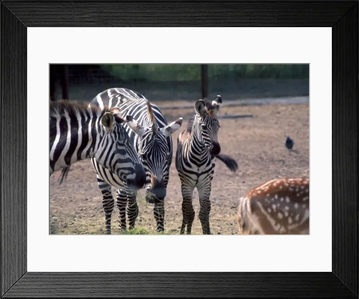 Framed Print : A Zebra family at Chester Zoo eating grass October 1977 Framed Print : A Zebra family at Chester Zoo eating grass October 1977