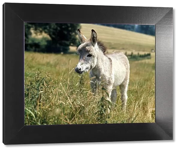 A young donkey foal eating grass in a field. March 1980