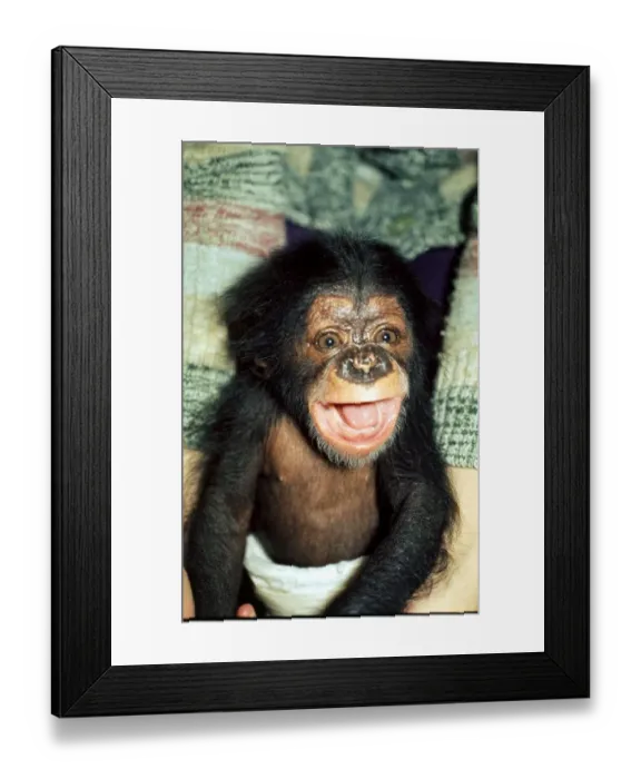 Framed Print : Baby Chimpanzee at Chester Zoo in the arms of a woman. November 1977