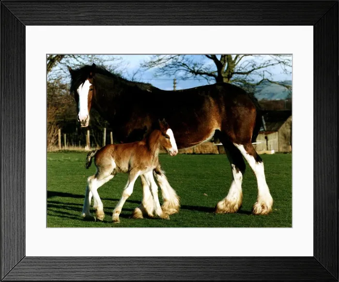 Framed Print : Horse and foal