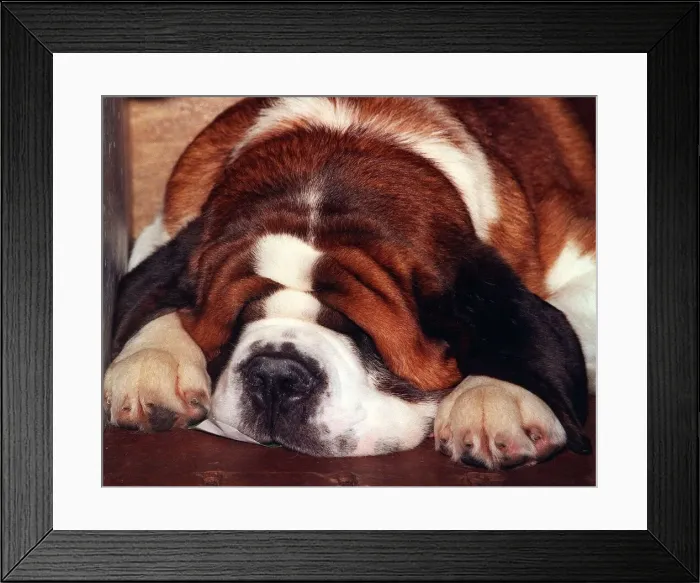 Framed Print : Dogs St Bernard Crufts 1998 Framed Print : Dogs St Bernard Crufts 1998