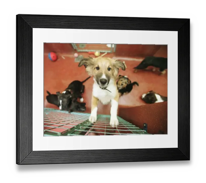 Framed Print : Battersea Dogs Home November 1998 behind the scenes Puppy Dog in Kennel