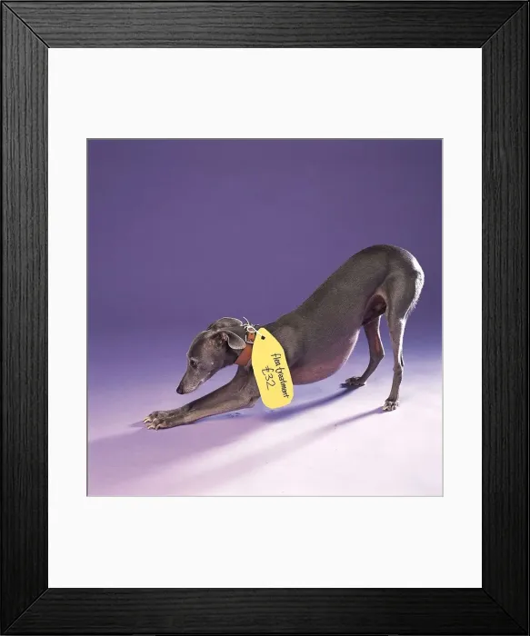 Framed Print : A Lurcher dog with spaying label around neck January 1999 A©Mirrorpix Framed Print : A Lurcher dog with spaying label around neck January 1999 A©Mirrorpix