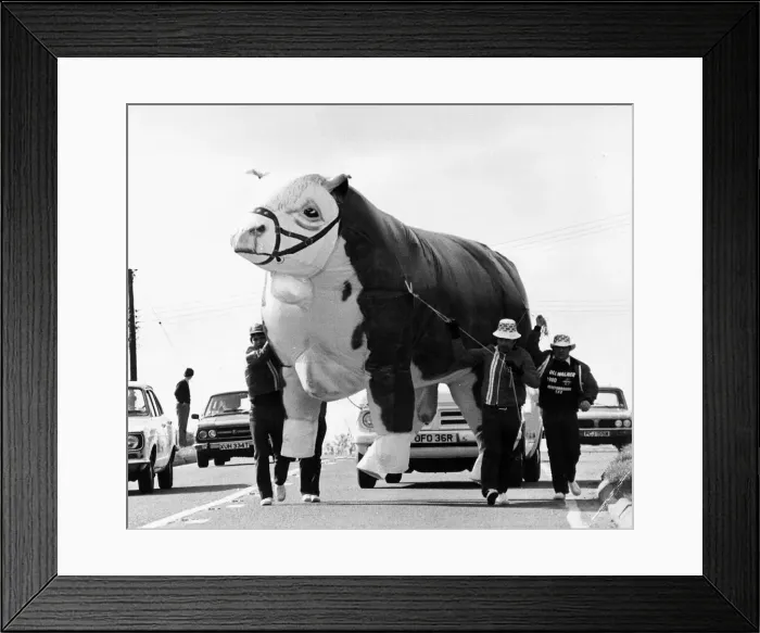 Framed Print : Inflatable Cow 1980 Framed Print : Inflatable Cow 1980