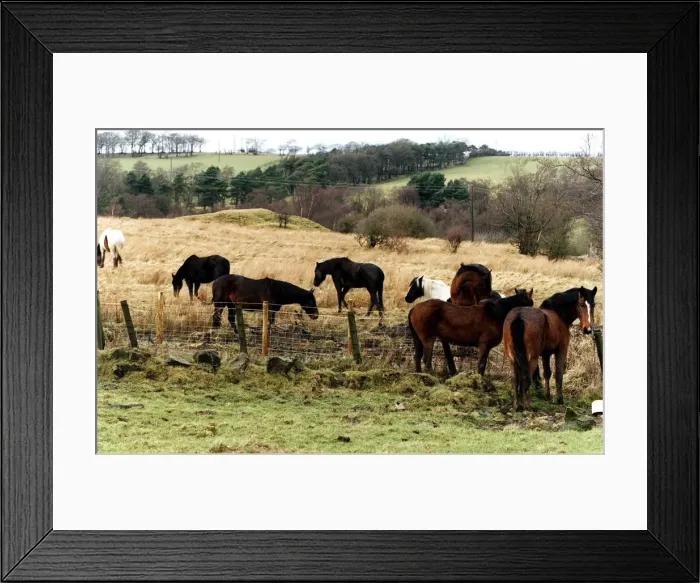 Framed Print : Horses ponies loose in field abandoned Newhouse