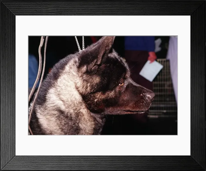 Framed Print : Dogs Japanese Akita at Crufts dog show 1998