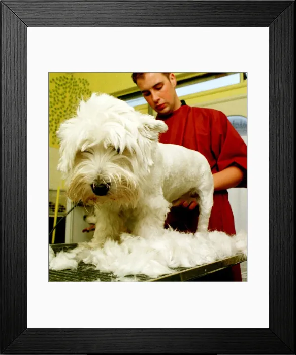Framed Print : Canine Design Grooming Parlour Donaghadee Oct 1997 Aaron Brown helps Peggy Lose a Framed Print : Canine Design Grooming Parlour Donaghadee Oct 1997 Aaron Brown helps Peggy Lose a