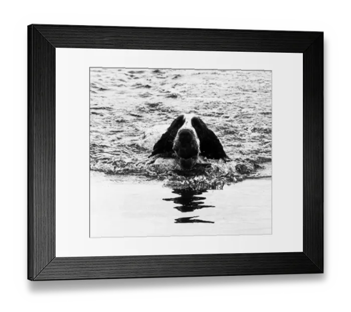 Framed Print : Skye the St Bernard Dog swimming 1983 Framed Print : Skye the St Bernard Dog swimming 1983