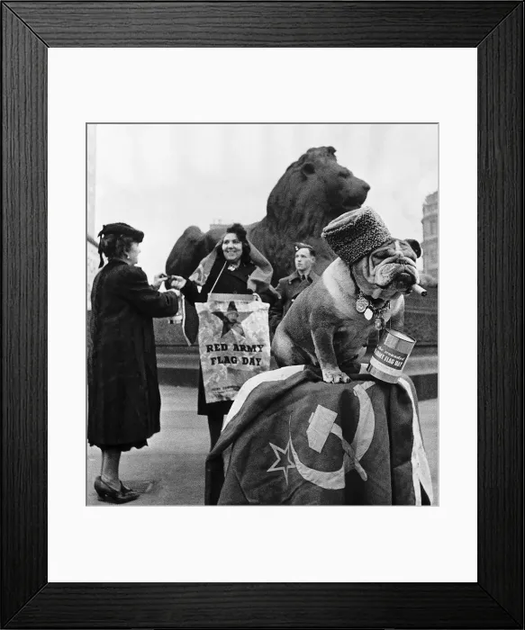 Framed Print : Champion Bosworth Queen known as Queenie a champion bulldog sits in Trafalgar Square in Framed Print : Champion Bosworth Queen known as Queenie a champion bulldog sits in Trafalgar Square in