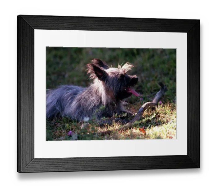 Framed Print : Dogs Cairn Terrier with Stick