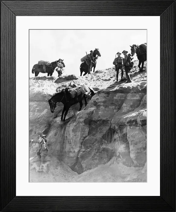 Framed Print : Ex-cavalrymen and ex-cavalry horses reunited for special service duties in a pack Framed Print : Ex-cavalrymen and ex-cavalry horses reunited for special service duties in a pack